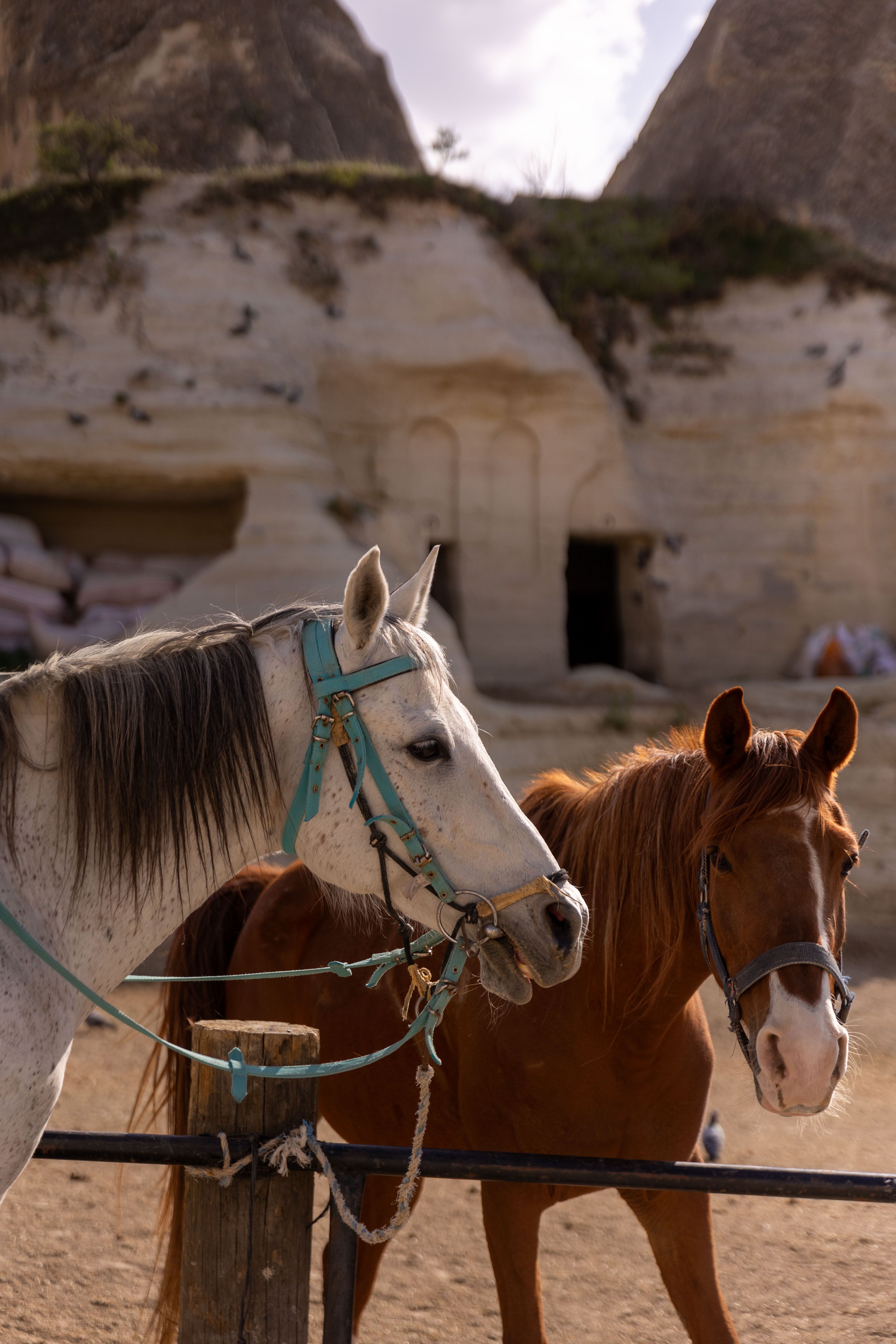 Donkey+And+Horse+Mating Photos, Download The BEST Free Donkey+And+Horse ...