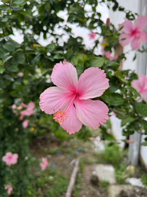Free Close-up of a pink hibiscus flower in lush greenery, showcasing natural beauty. Stock Photo