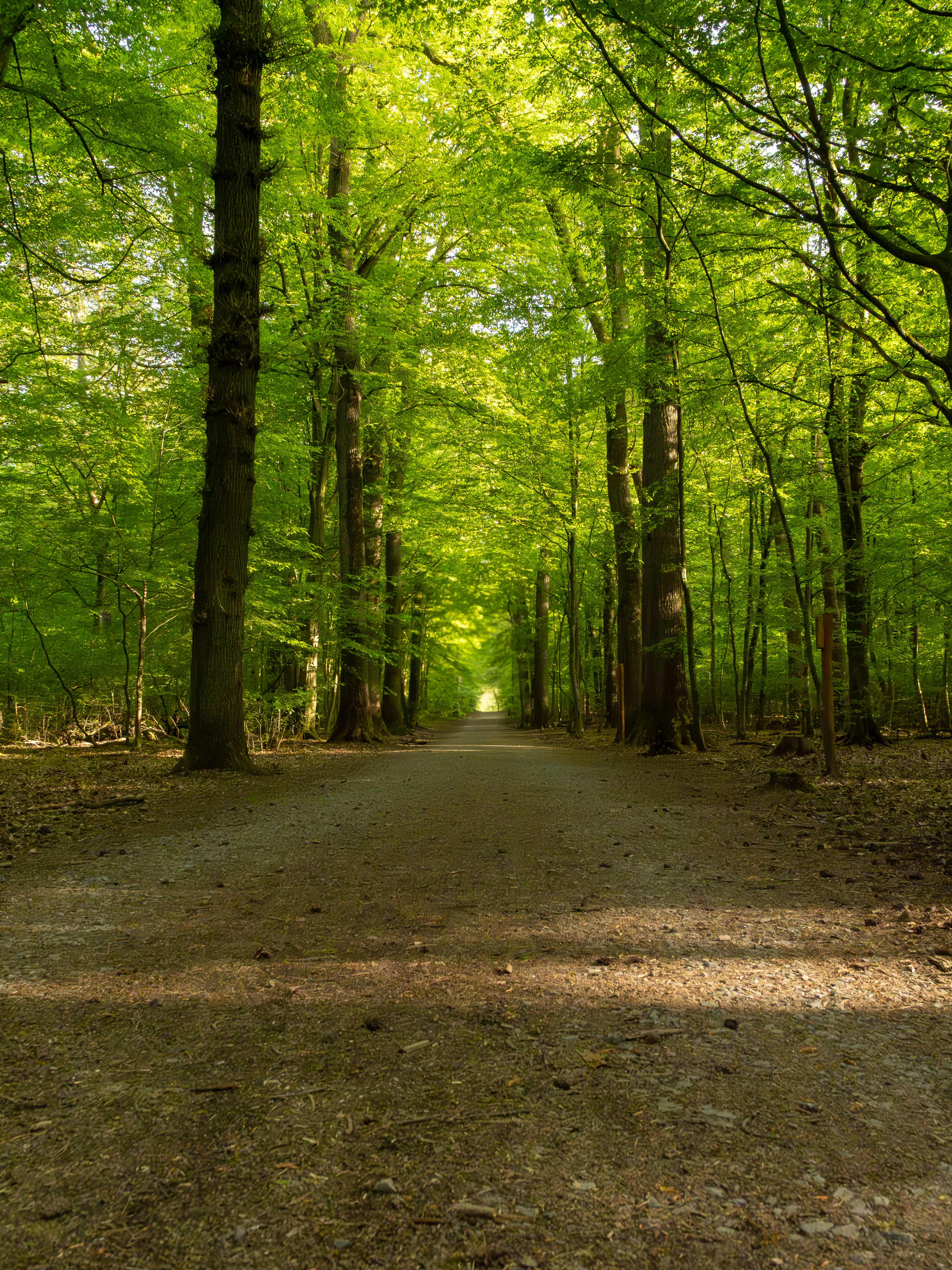 Serene Pathway through Lush Green Forest Canopy · Free Stock Photo