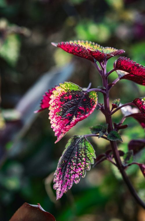 Free Close-up of a colorful Coleus leaf in a garden in Thailand. Perfect for botanical and nature enthusiasts. Stock Photo