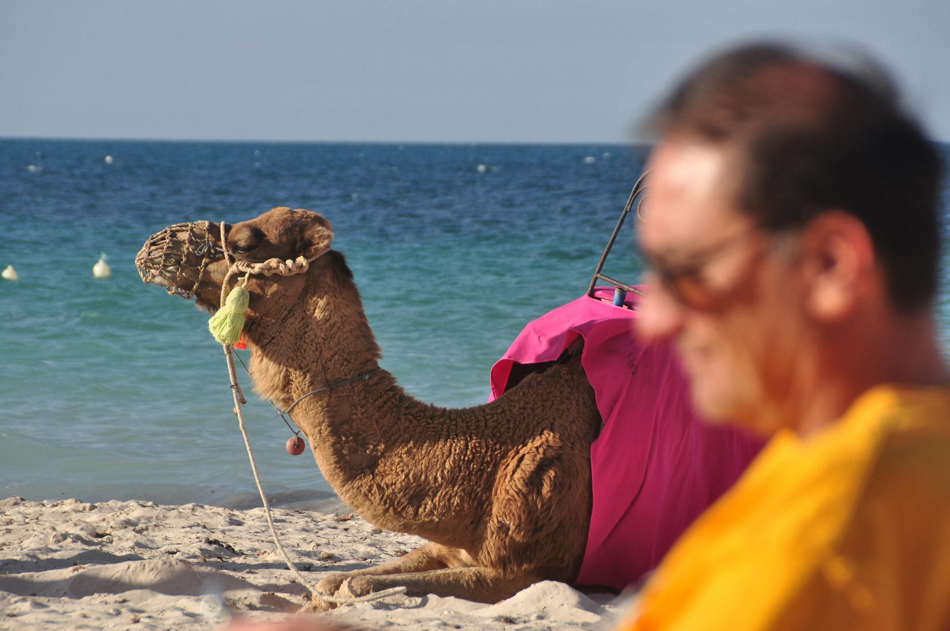 Thrifty Traveler: How To Plan A Memorable Trip On A $500 Budget 1 free stock photo of caravan of camels, dromedary, fit man