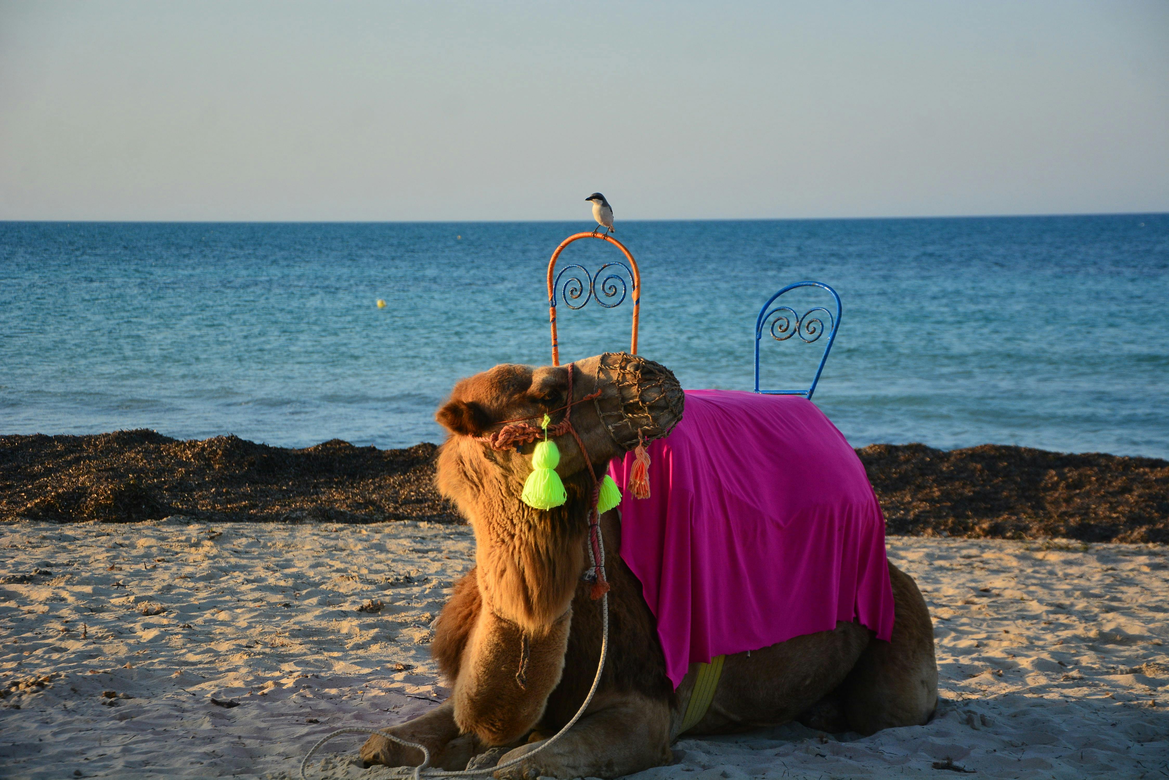 Camel+Toe+Bikinis Photos, Download The BEST Free Camel+Toe+Bikinis