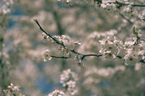 Free Delicate cherry blossoms captured with a dreamy focus, highlighting early spring beauty. Stock Photo