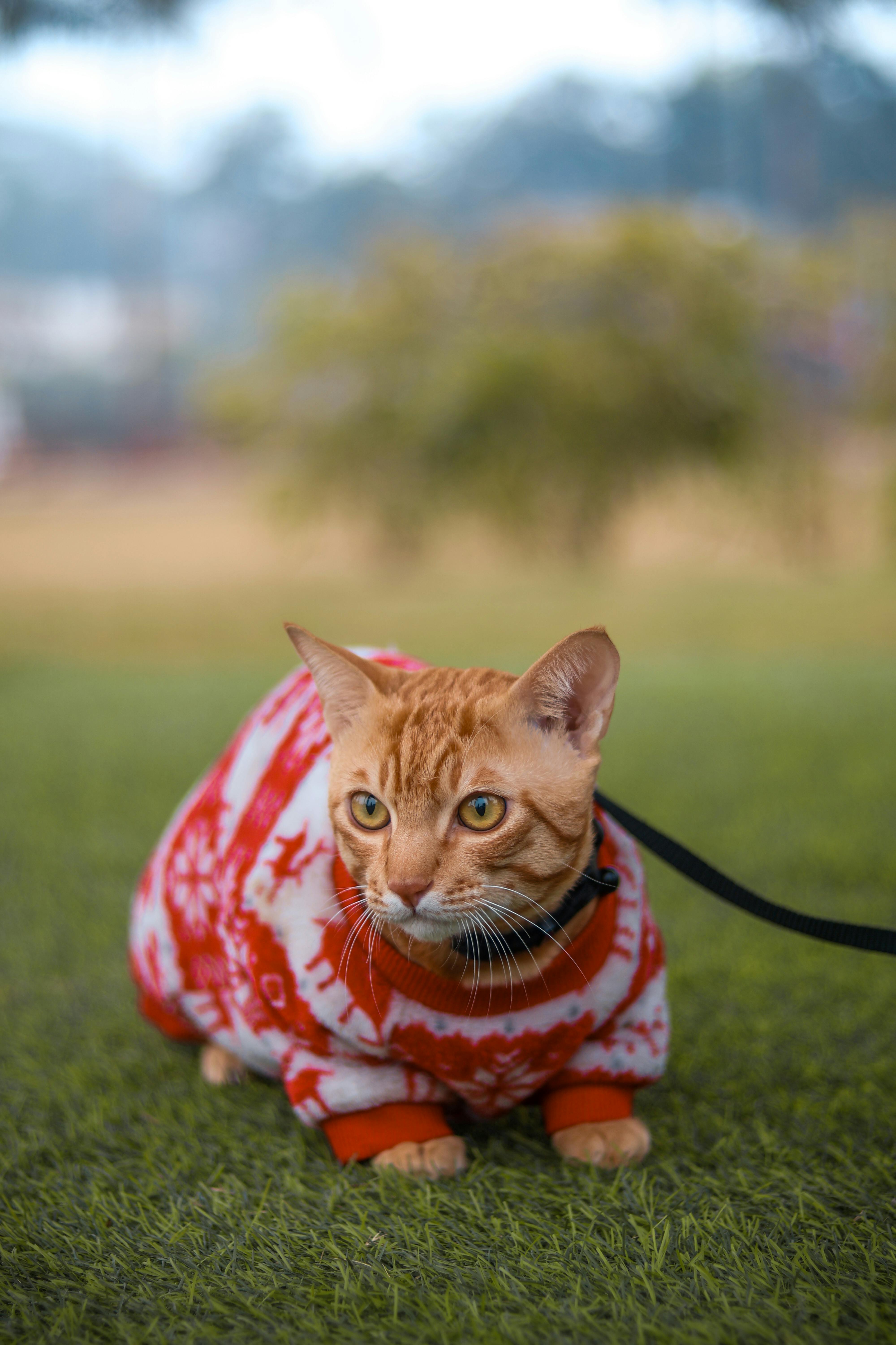 Free A ginger cat wearing a cozy red sweater is leashed outdoors on a grassy field. Stock Photo