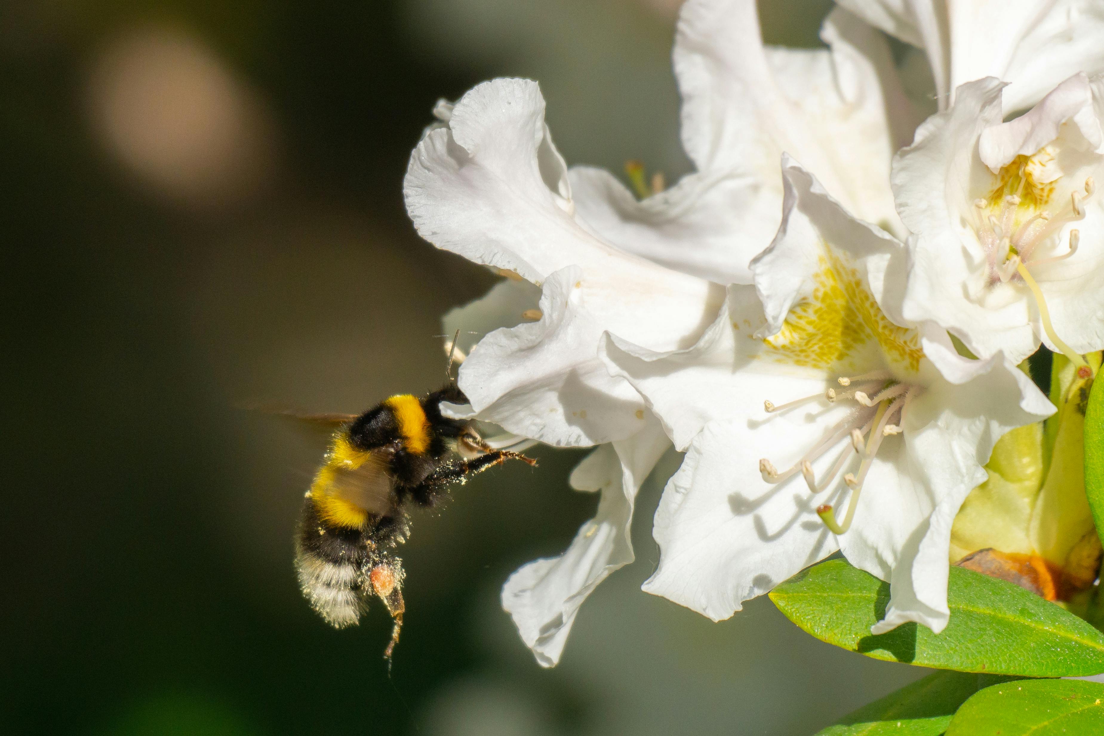 A detailed macro shot of a bumblebee collecting pollen from a white rhododendron flower in a garden setting.