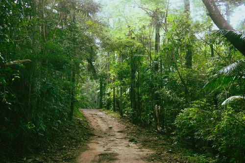 Free A serene dirt path through a lush, green forest canopy, perfect for nature exploration. Stock Photo