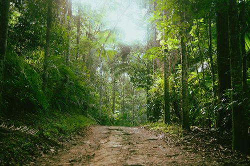 Free A serene forest pathway surrounded by lush greenery under a bright sunlit sky. Perfect for nature lovers. Stock Photo