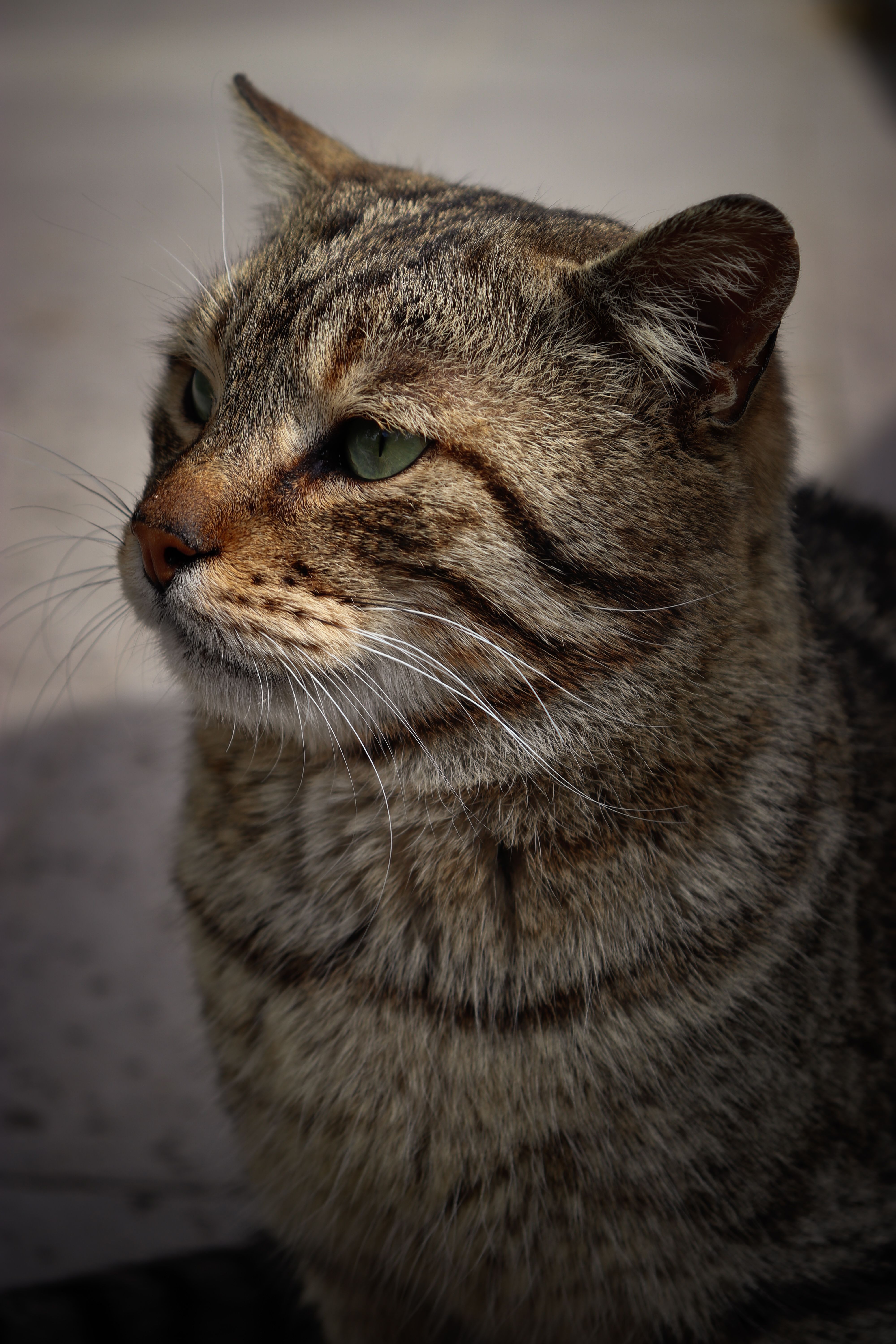Close-up Portrait of a Tabby Cat Outdoors · Free Stock Photo