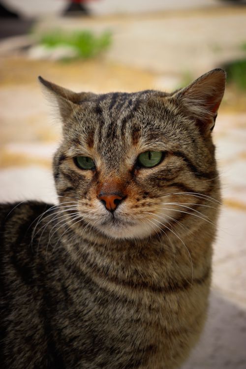 Free Close-up portrait of a striped domestic cat with green eyes outdoors on a sunny day. Stock Photo