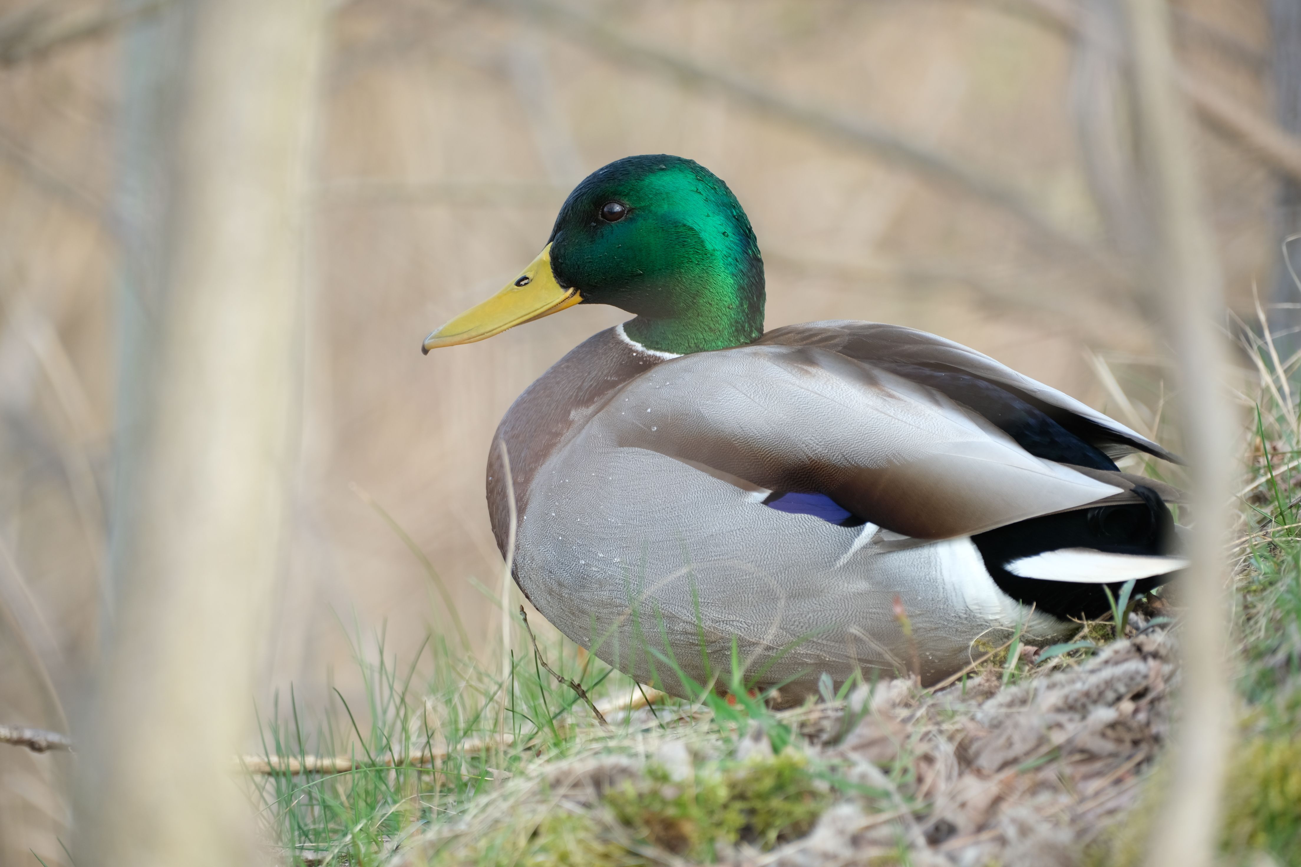 Duck