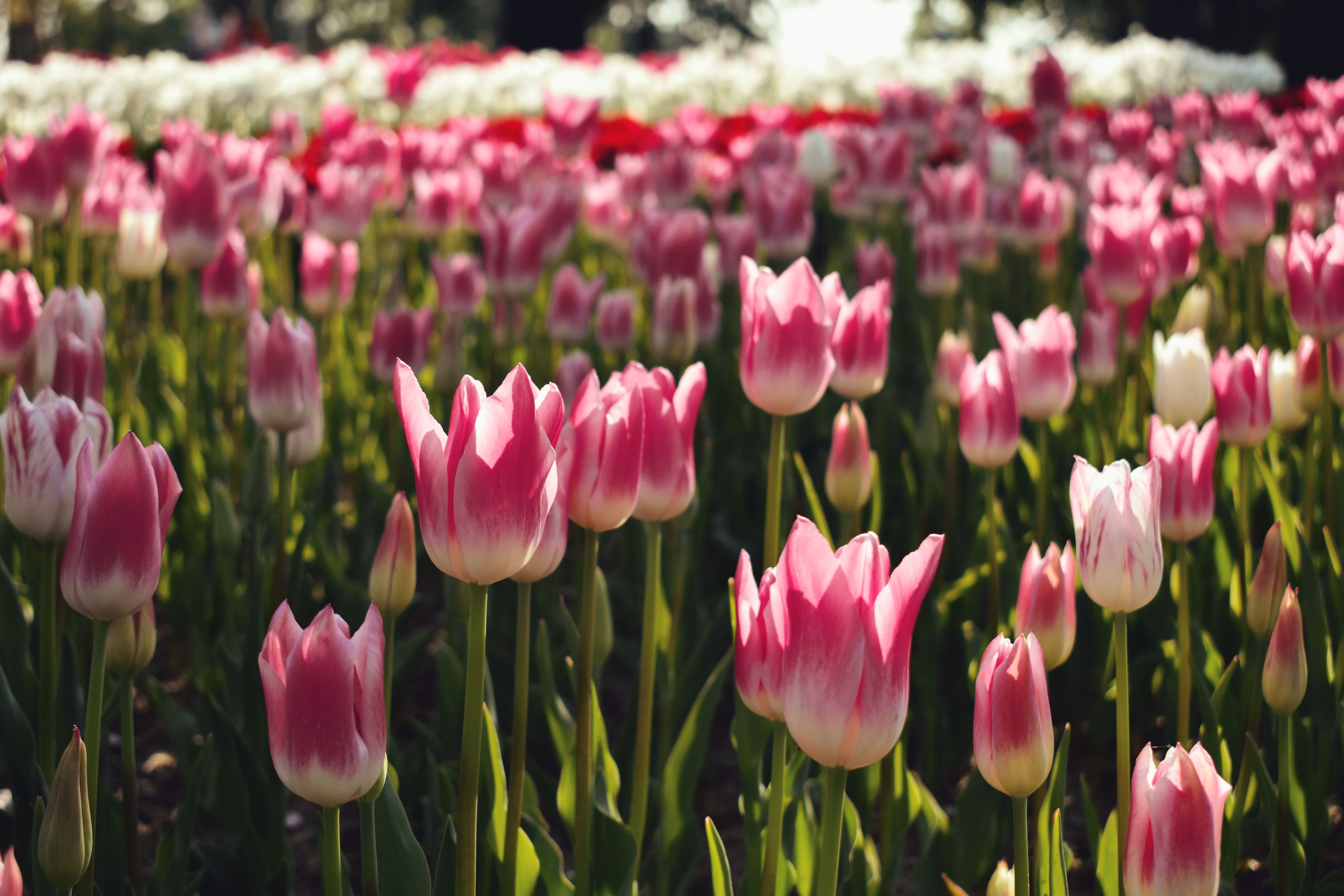 Blooming Pink Tulips in Spring Garden · Free Stock Photo