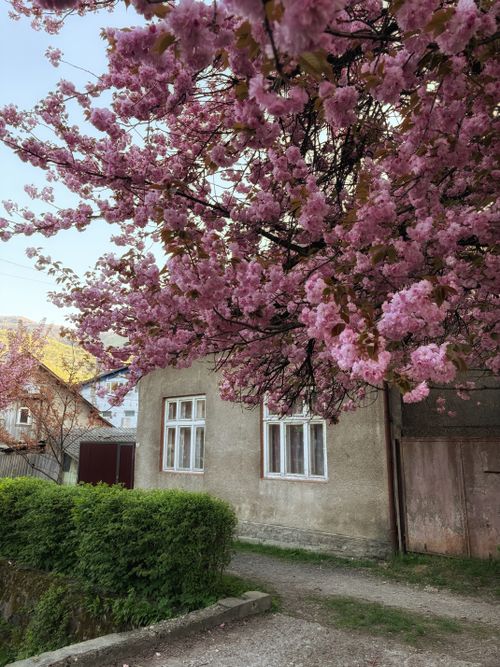 Free Rustic house with a vibrant cherry blossom tree in a peaceful rural setting. Stock Photo