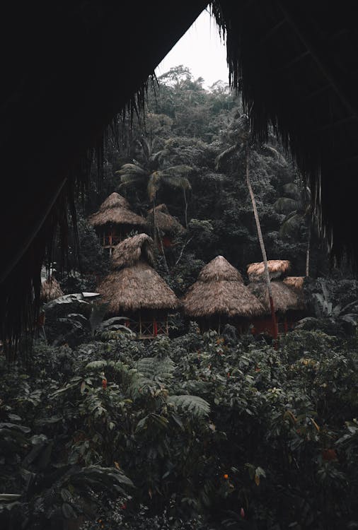 Fotobanka s bezplatnými fotkami na tému chaty, dažďový prales, dedina
