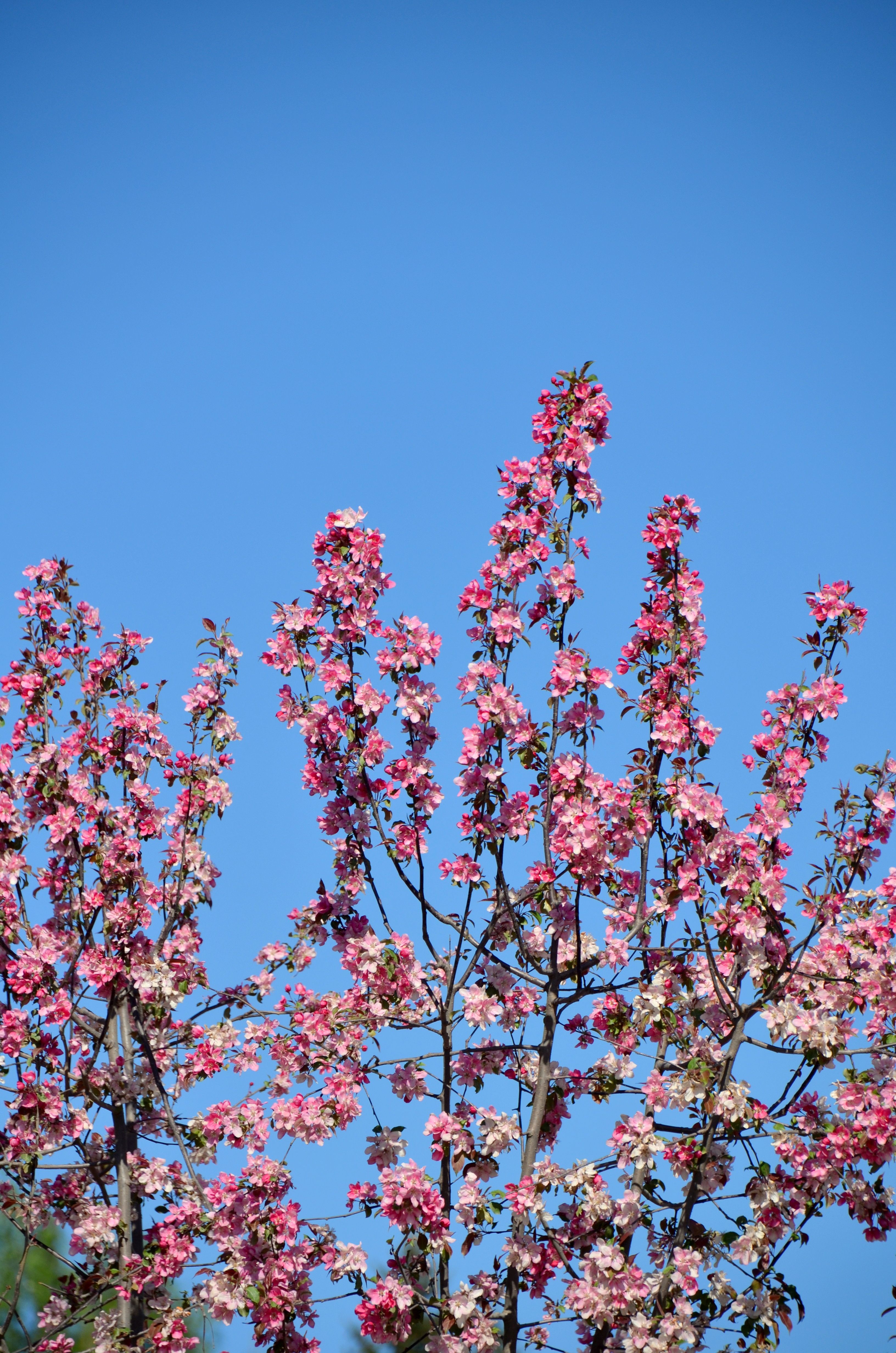 Cherry Blossoms Against a Clear Blue Sky · Free Stock Photo