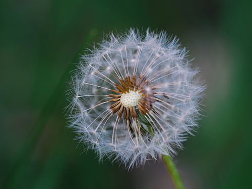 Free Macro image of a dandelion seed head against a blurred green background, captured in Berlin. Stock Photo