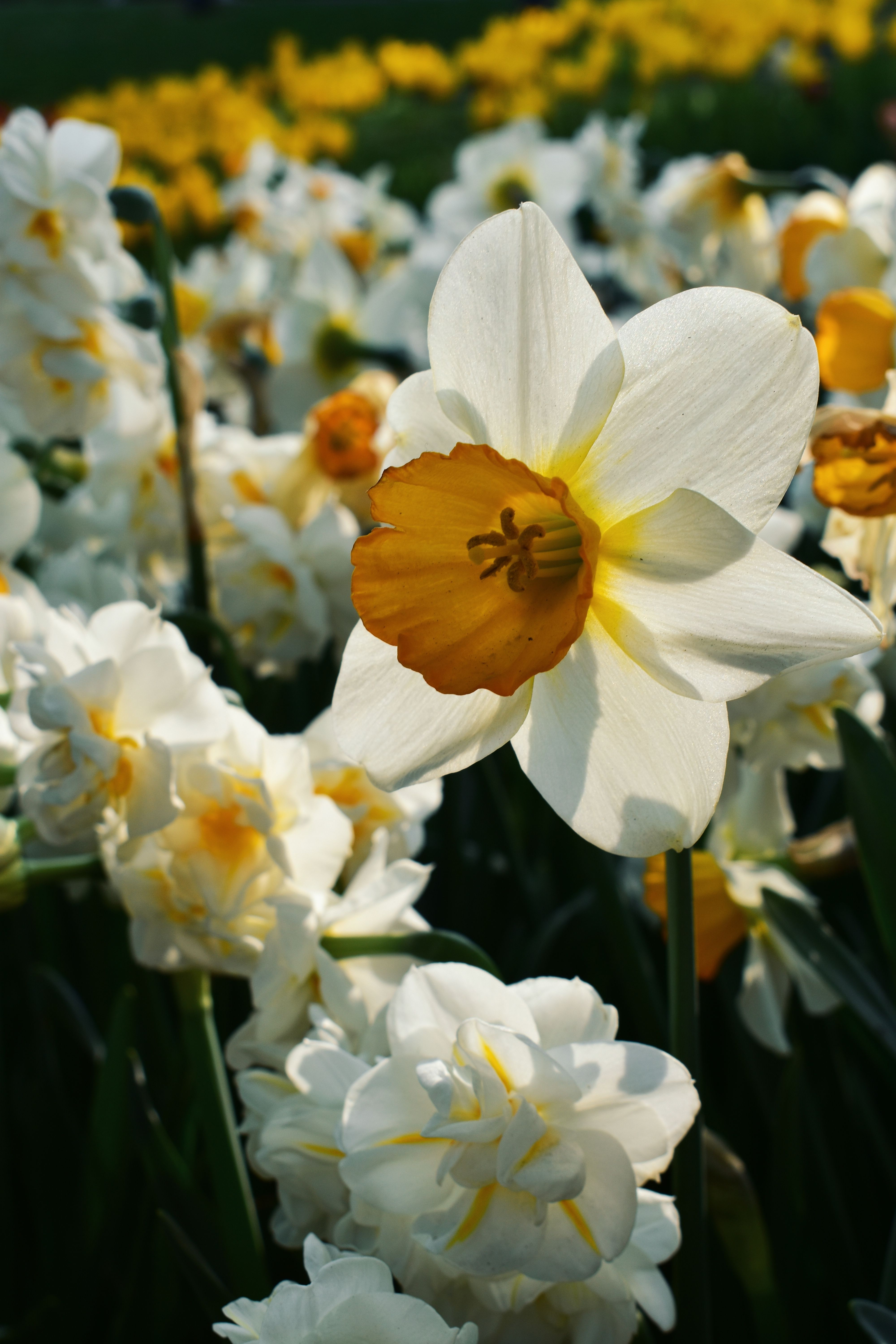 Beautiful Daffodils in Full Bloom During Spring · Free Stock Photo