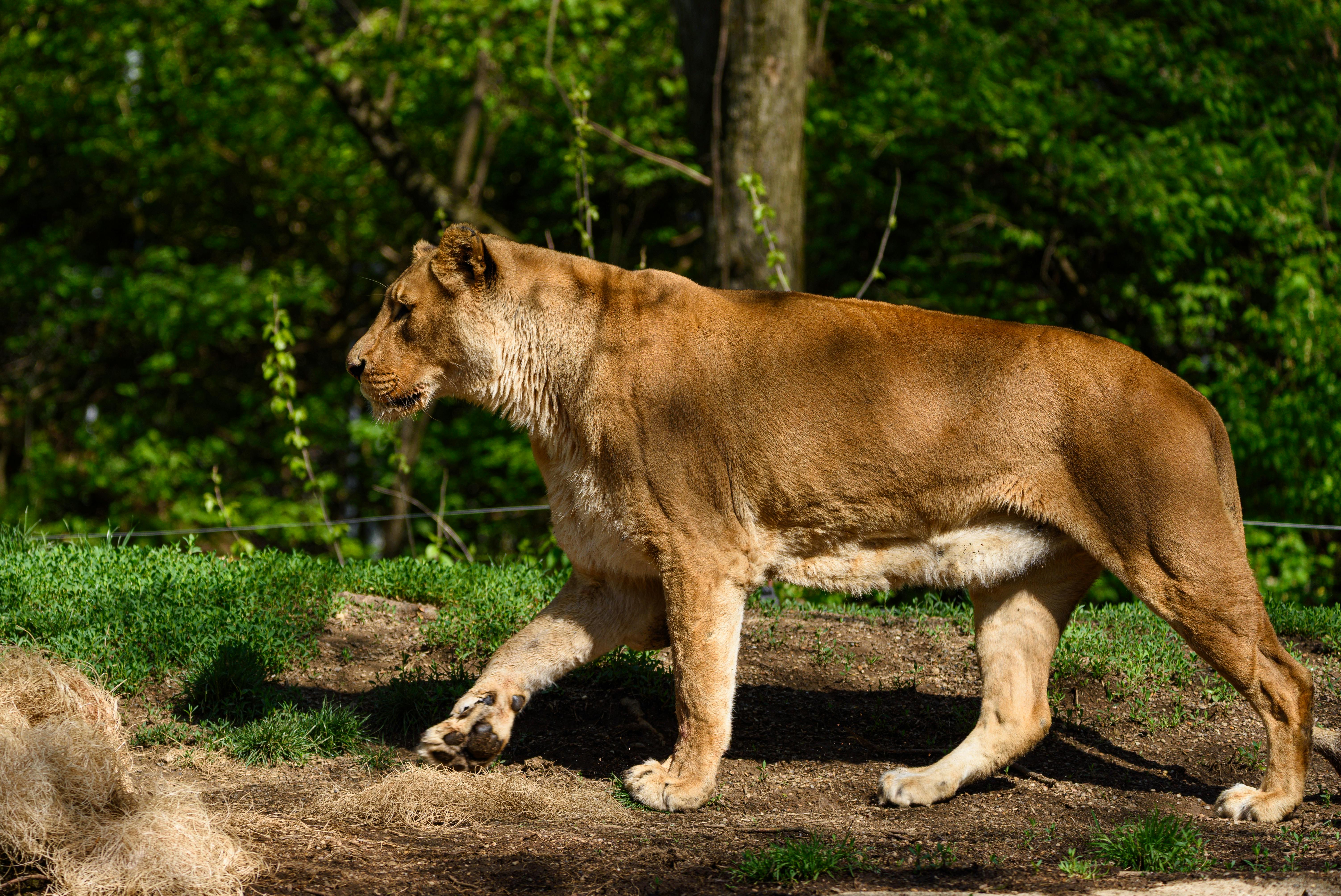 Une lionne majestueuse marche gracieusement dans un environnement naturel verdoyant.