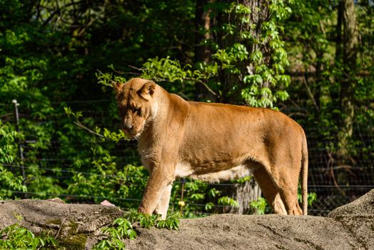 A powerful lioness stands gracefully on a rock surrounded by dense greenery, embodying strength and grace.