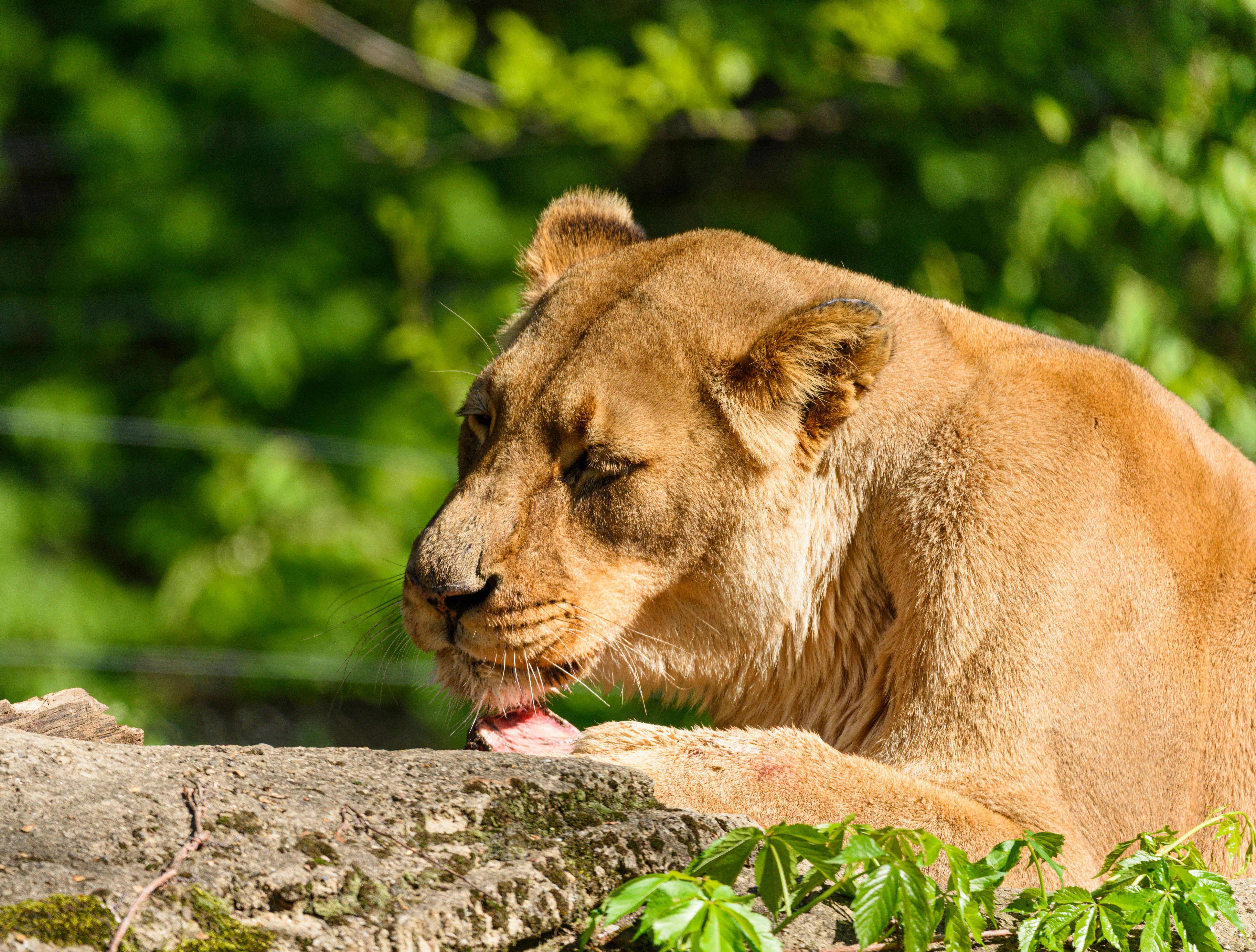 No conquistado: Targaryen vs. un reino