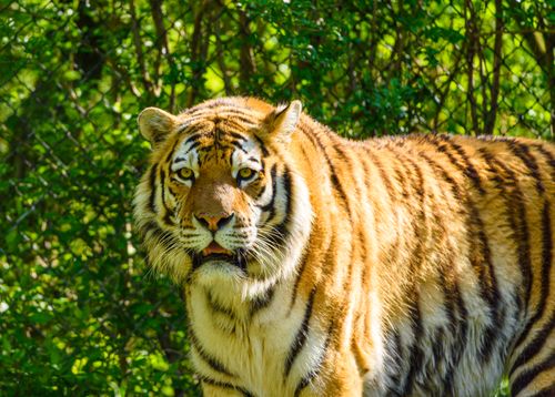 Free Close-up of a Bengal Tiger standing in vibrant green foliage, capturing its regal presence. Stock Photo