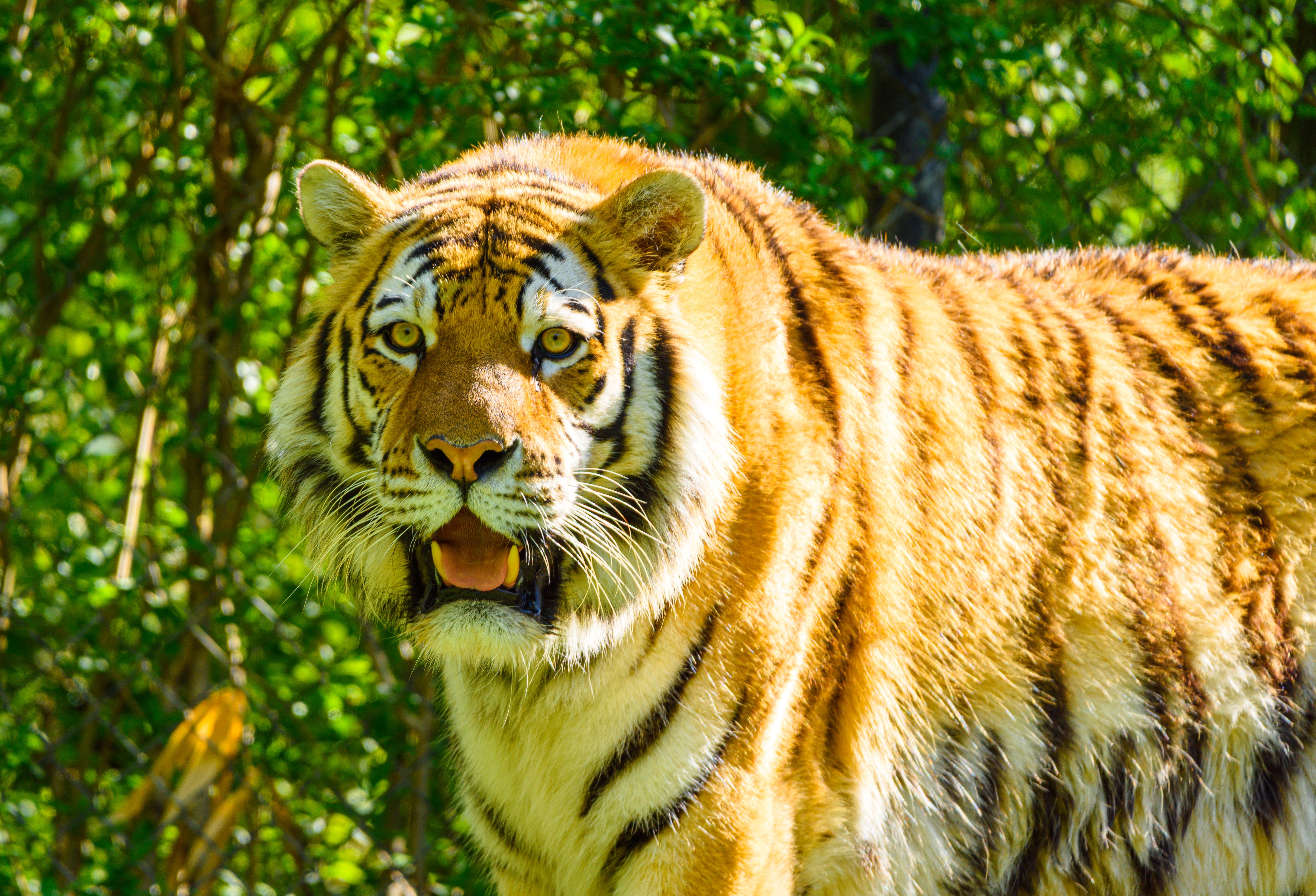 Stunning close-up of a Bengal tiger in a lush, green forest during the day.