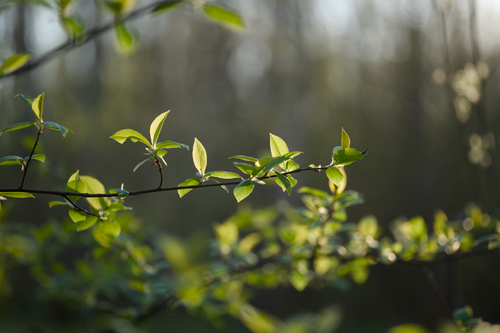 Free A close-up view of fresh green leaves on a tree branch with sunlight shining through. Stock Photo