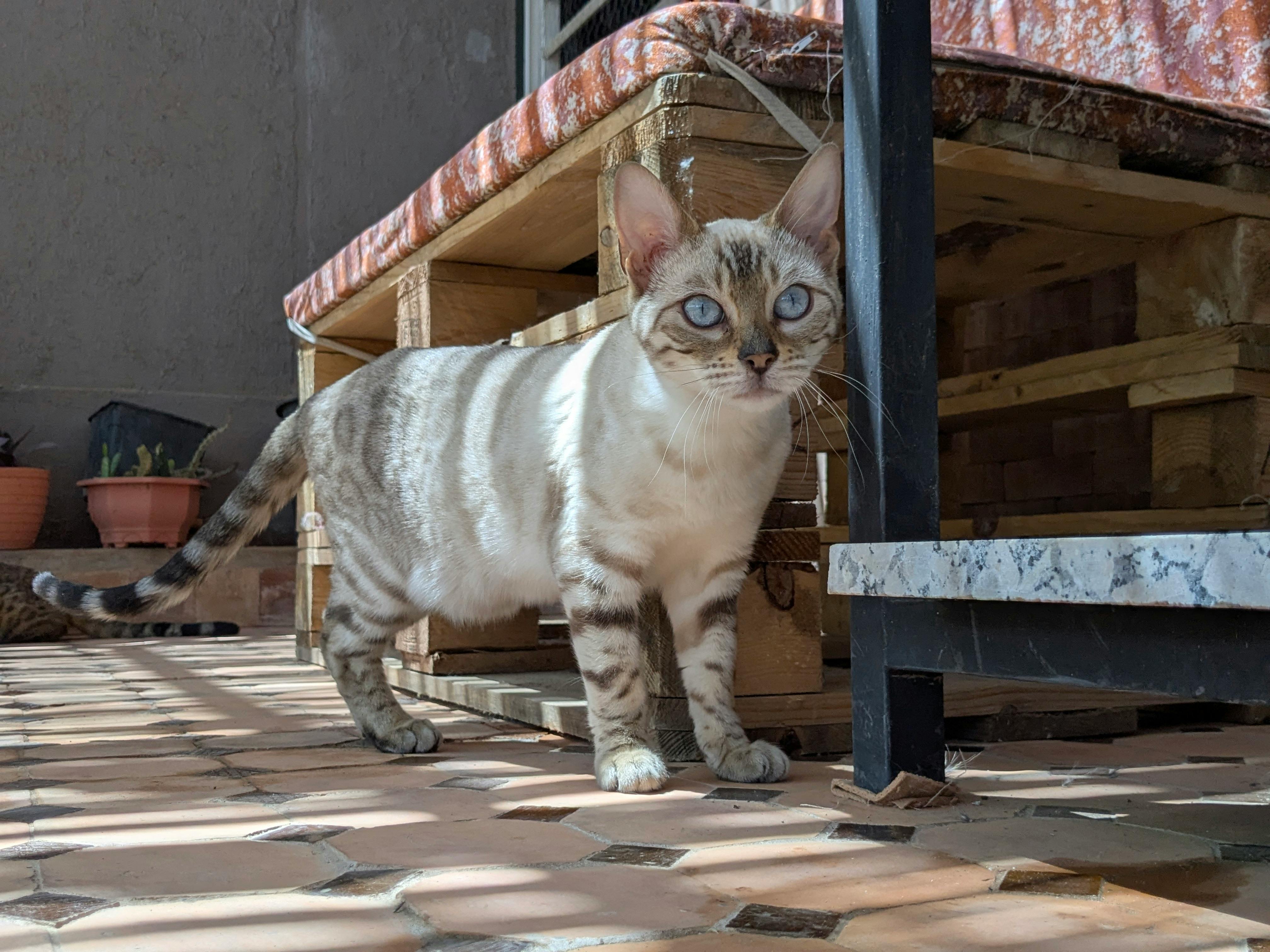 Bengal cat with blue eyes in sunlit patio