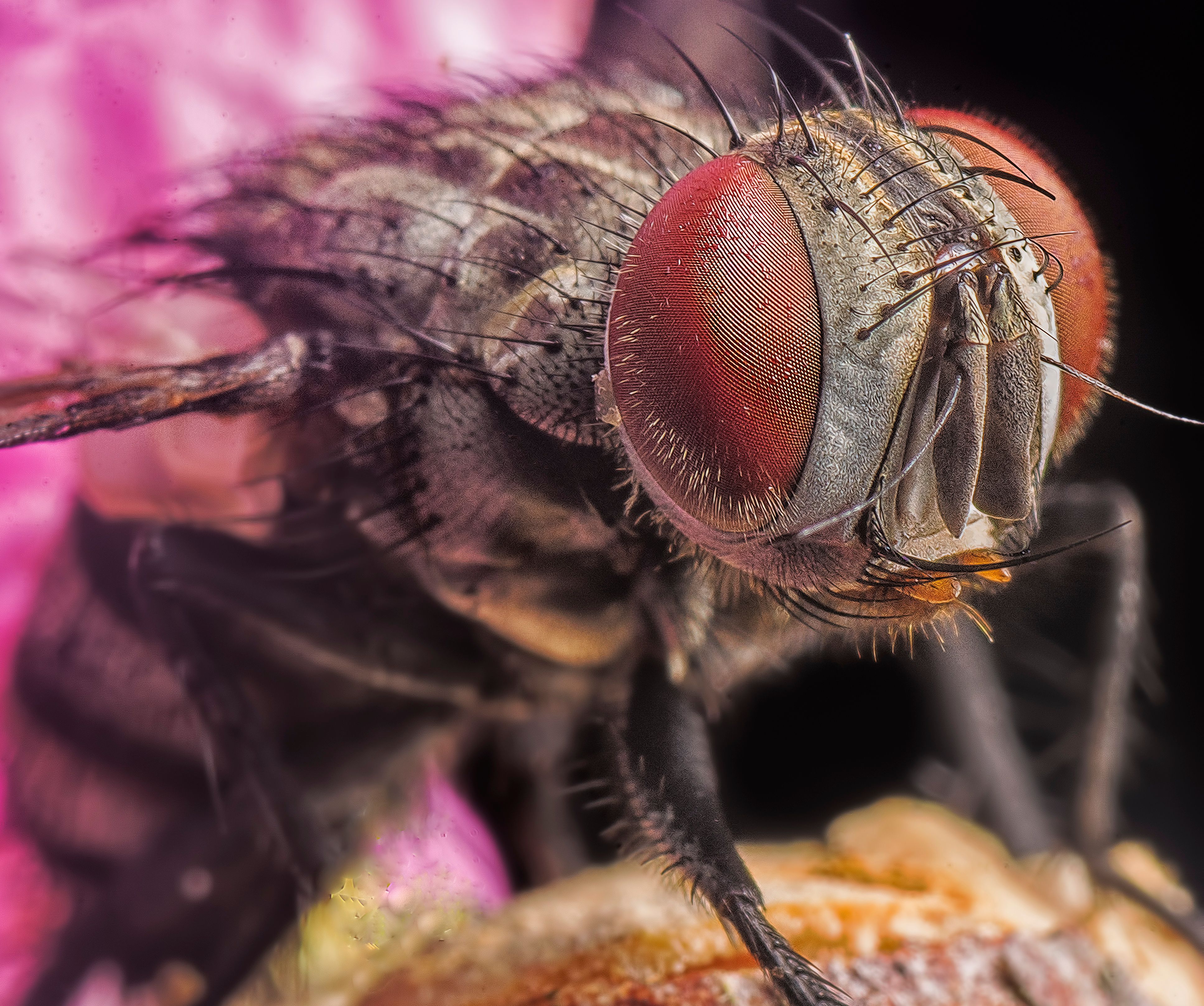 Macro Photography Of Housefly · Free Stock Photo