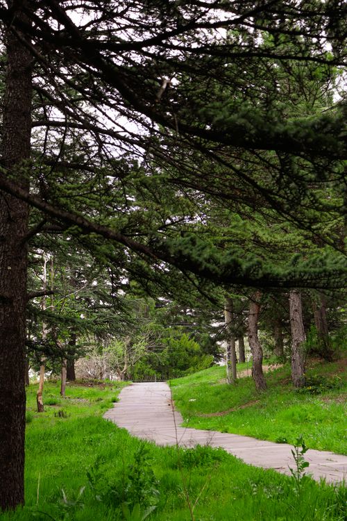 Free Peaceful forest path surrounded by lush greenery and tall trees, perfect for a nature walk. Stock Photo
