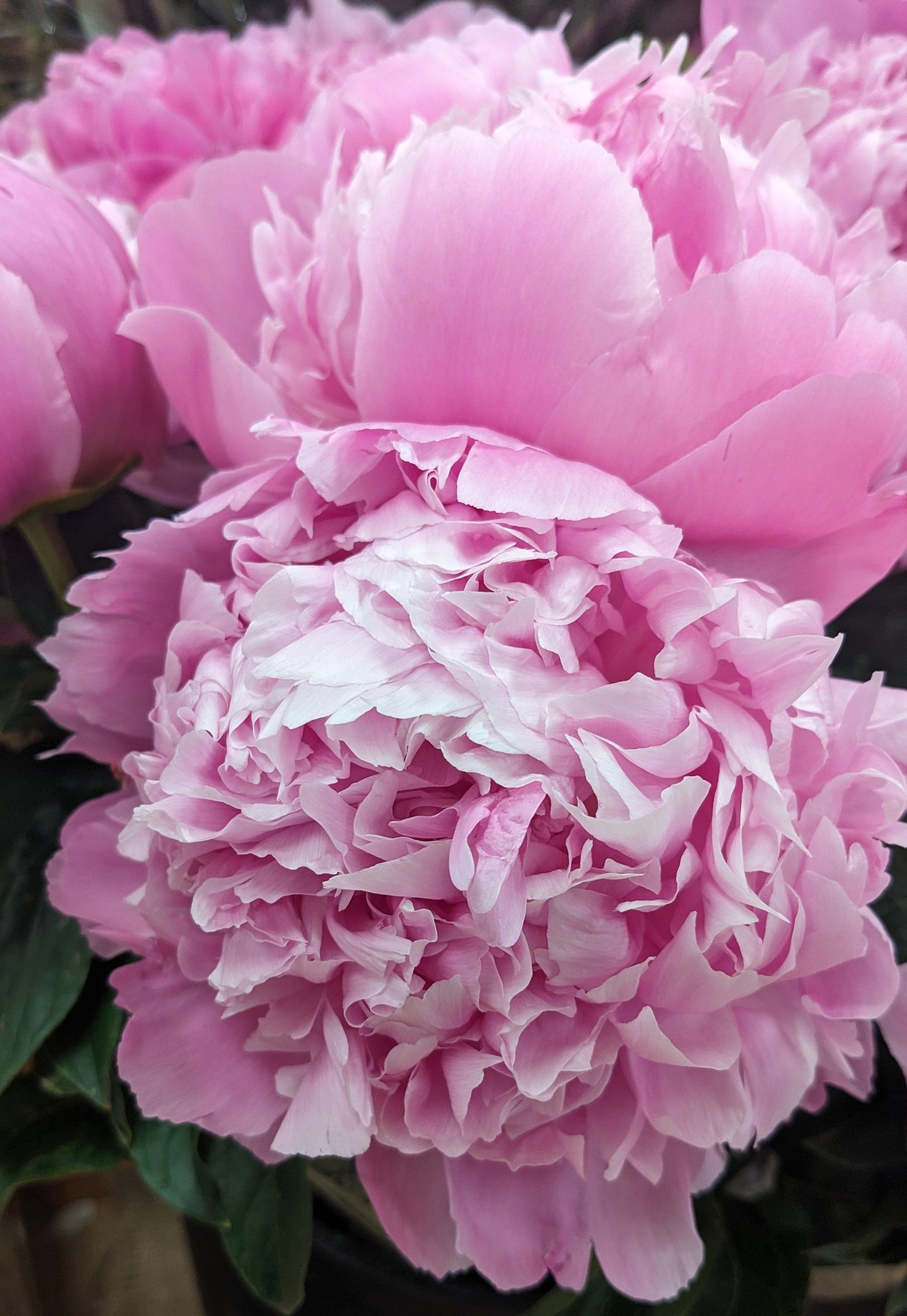 Close-up of Vibrant Pink Peonies in Bloom · Free Stock Photo