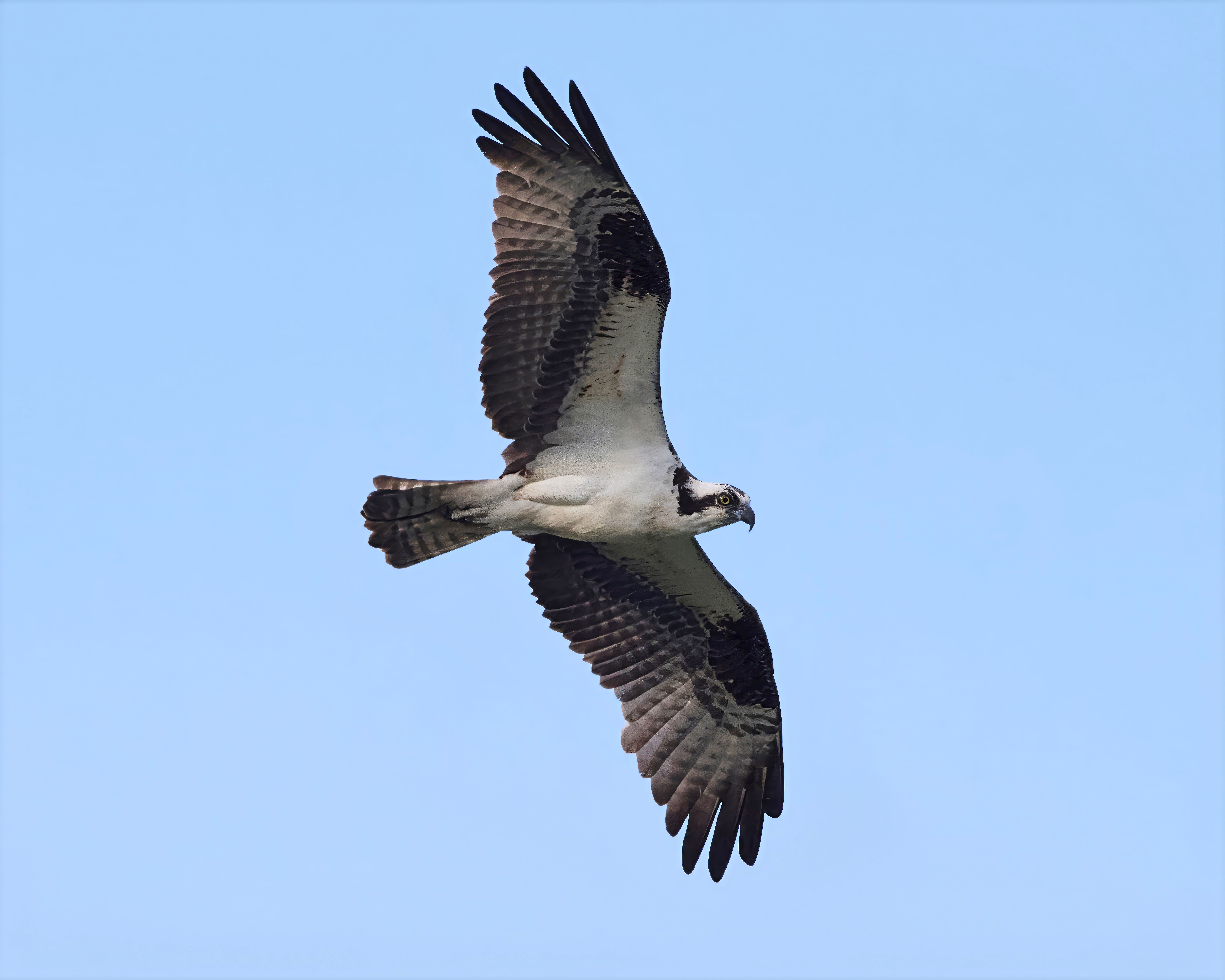 Osprey in Flight Against Clear Blue Sky · Free Stock Photo