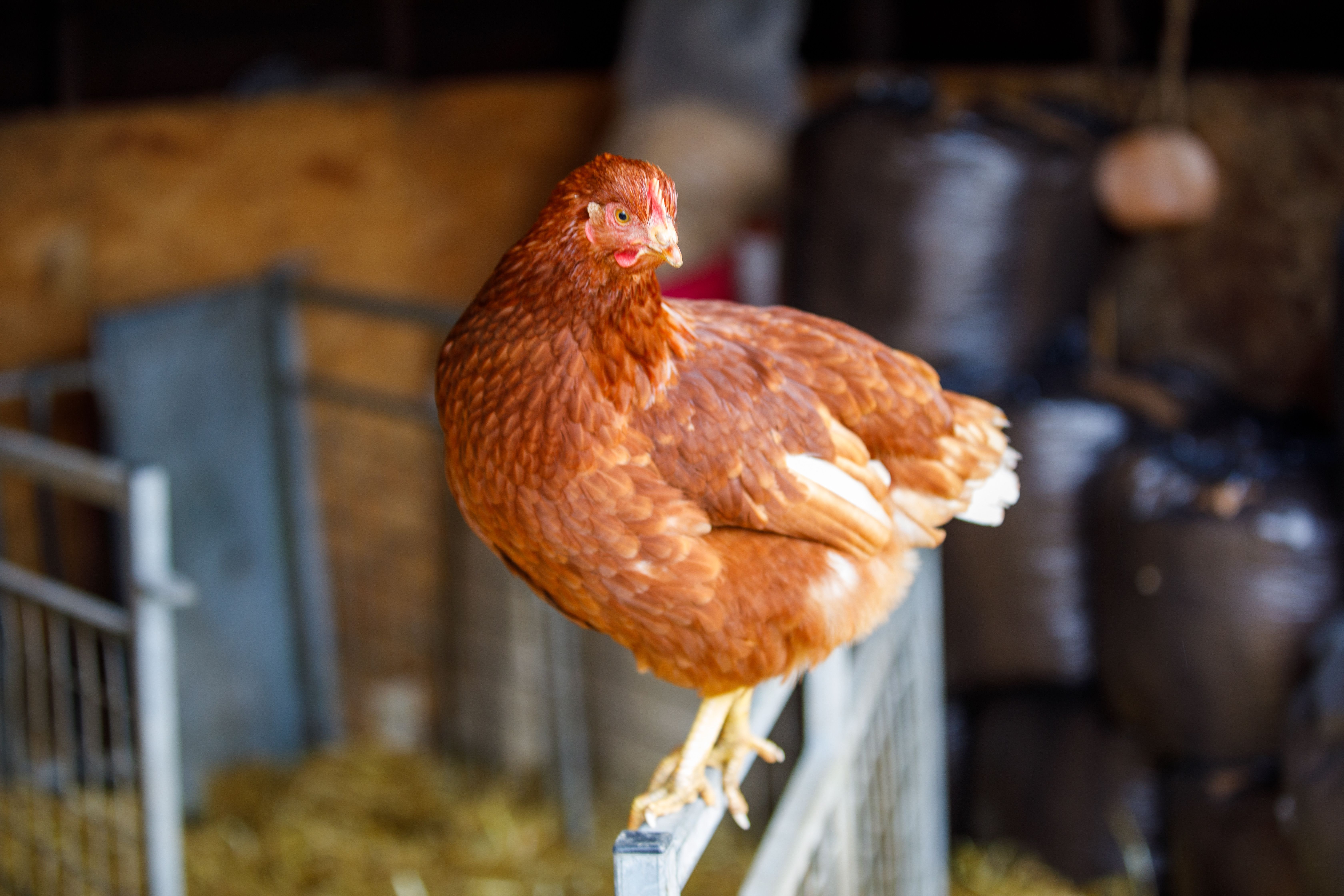 Poux de Poule : Élimination Guide 2026