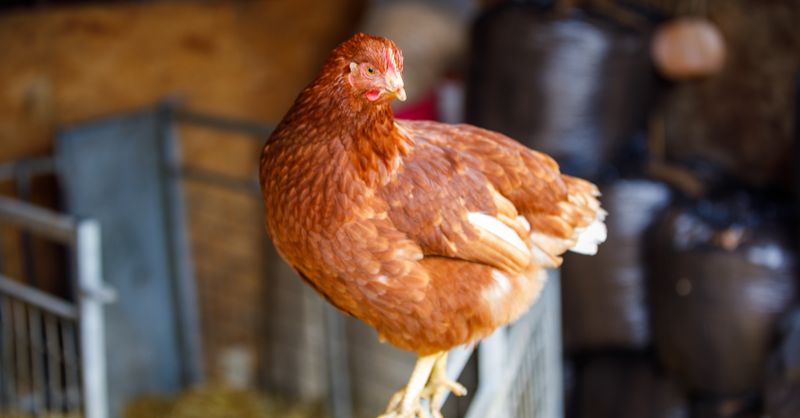 Poux de Poule : Élimination Guide 2026