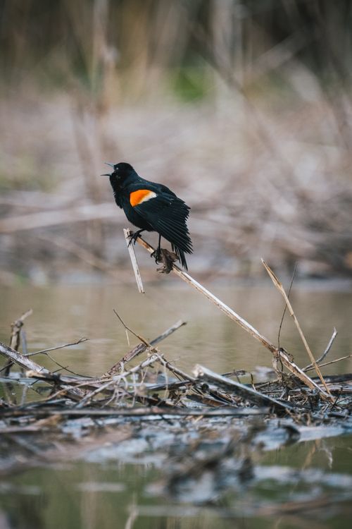 Free A red-winged blackbird perched on a branch in a marshland setting, calling out. Stock Photo
