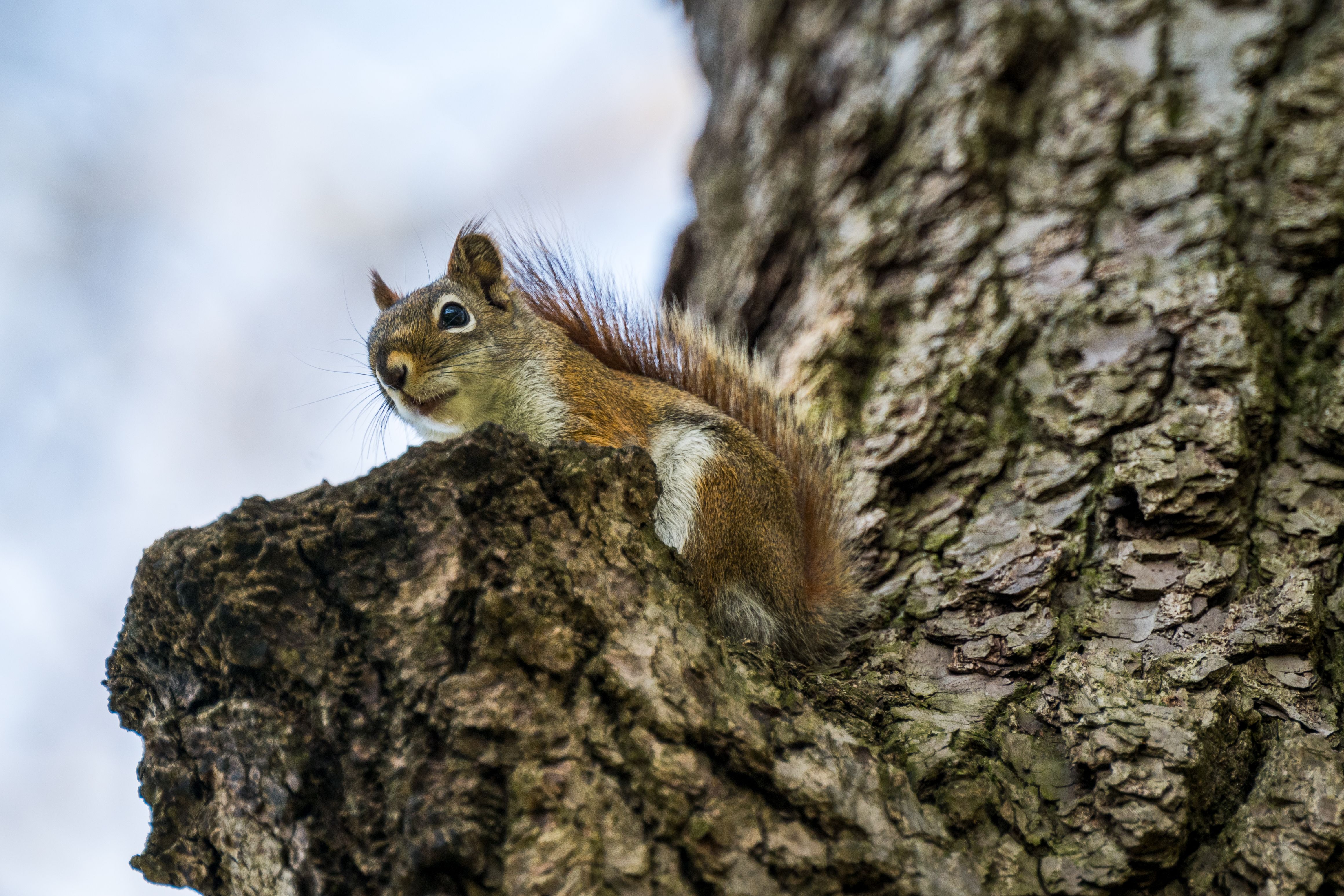 Red Squirrel on Tree Bark in Natural Habitat · Free Stock Photo