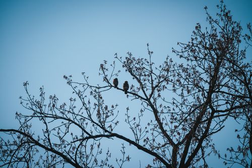 Free Two birds perched on leafless branches against a clear sky, evoking serene beauty. Stock Photo
