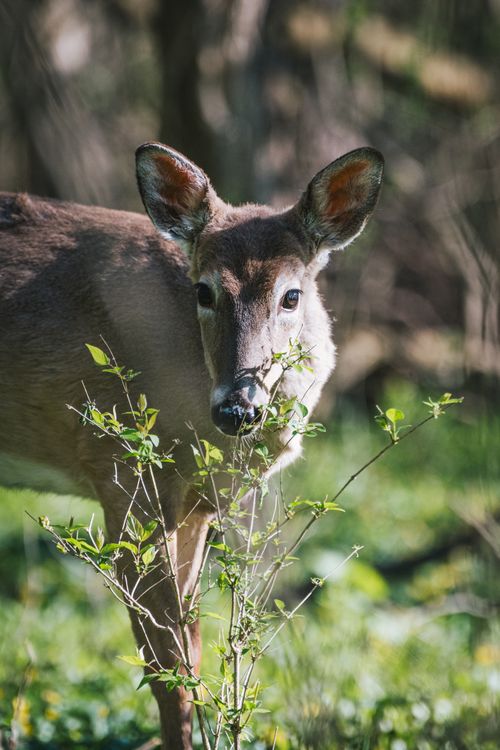 Free A close-up of a deer in a sunlit forest clearing, surrounded by greenery. Stock Photo