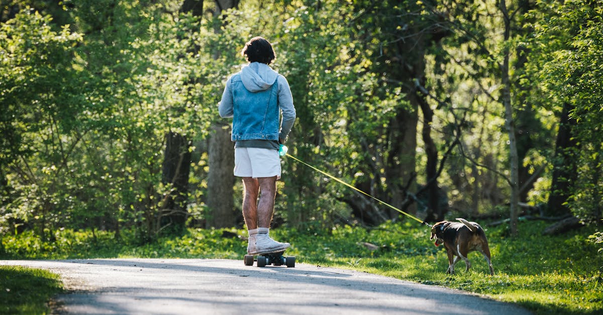Aire d'bats pour chiens