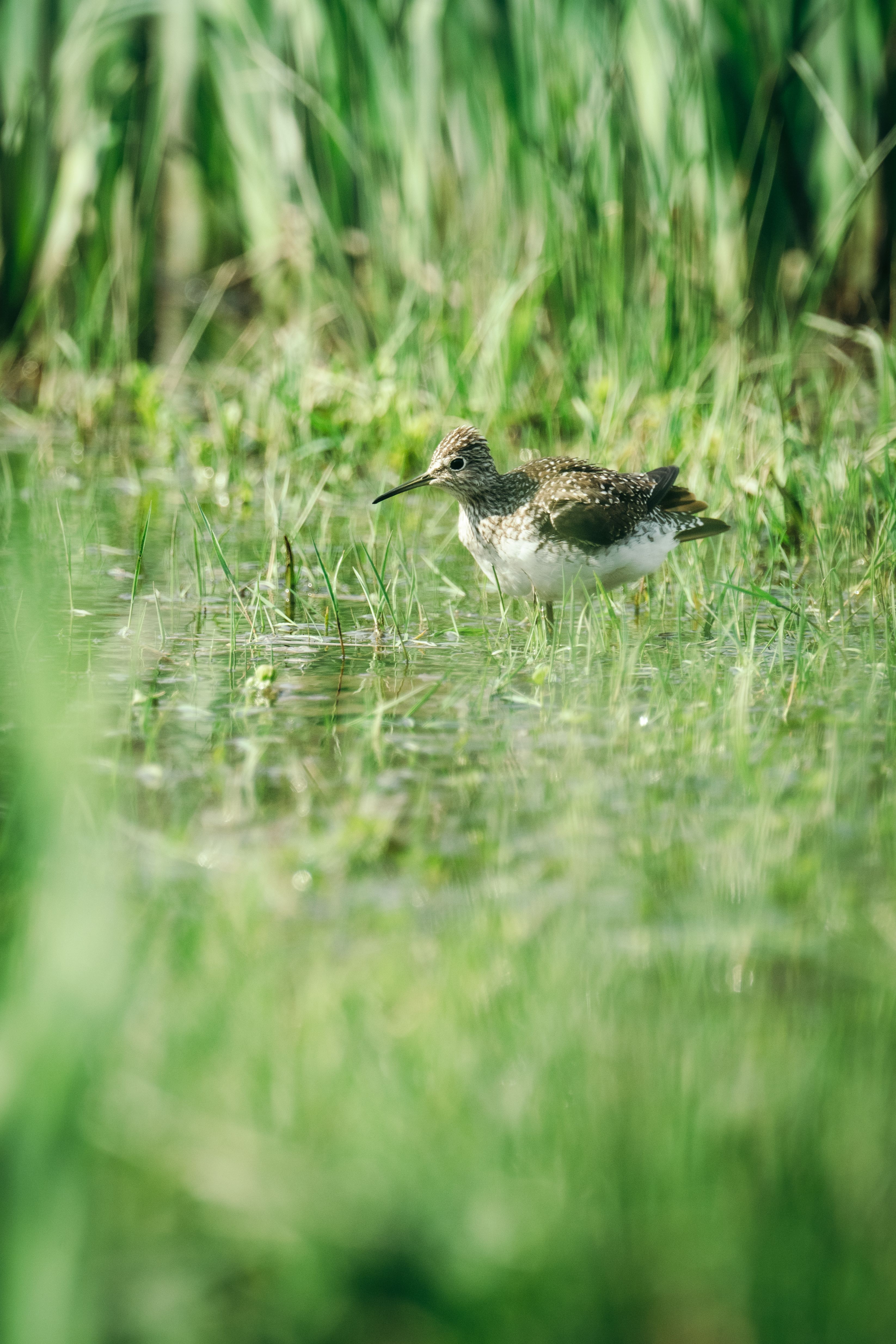 A sandpiper searches for food in a verdant wetland, surrounded by tall grasses and shallow water.