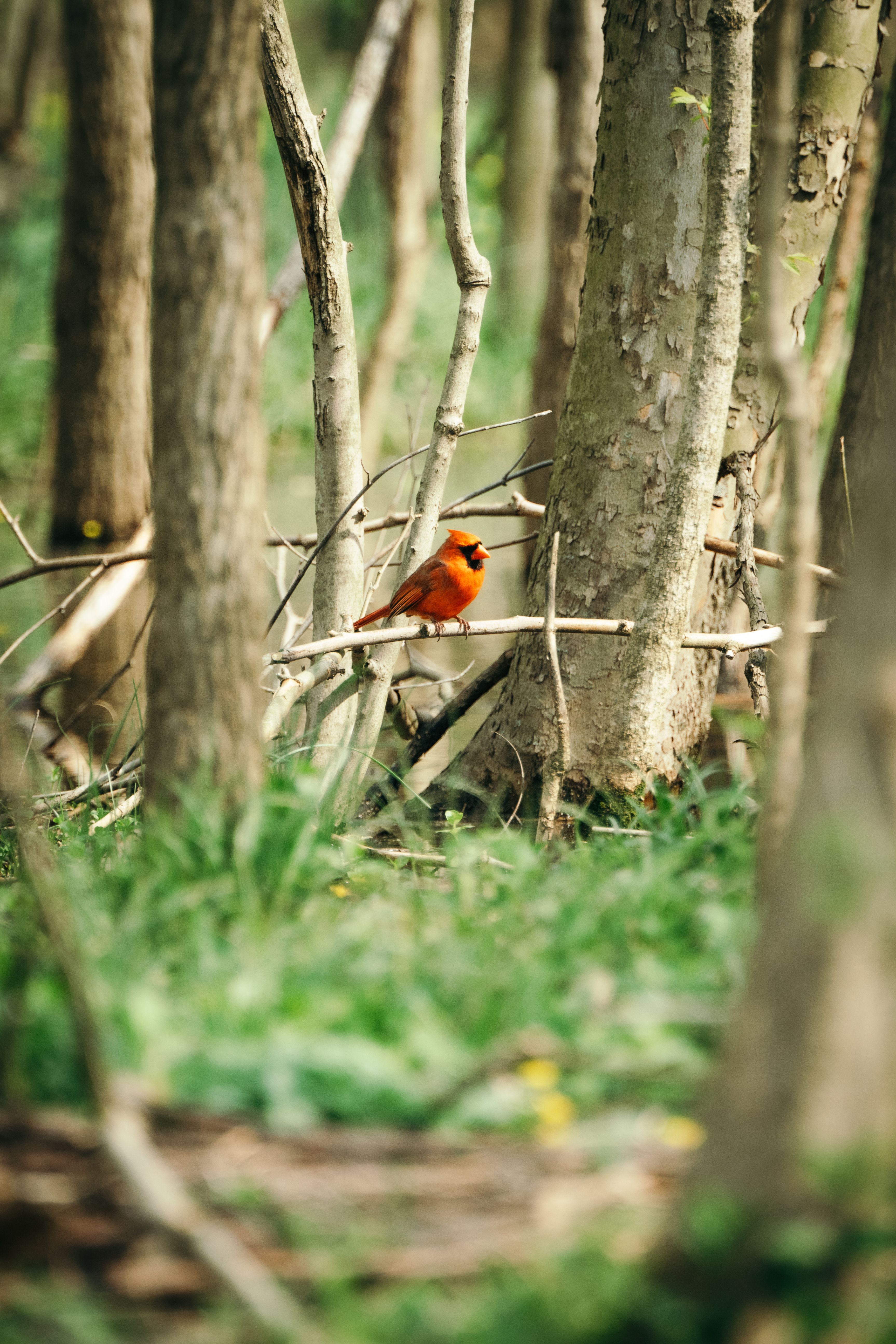 Vibrant Northern Cardinal in Spring Forest · Free Stock Photo