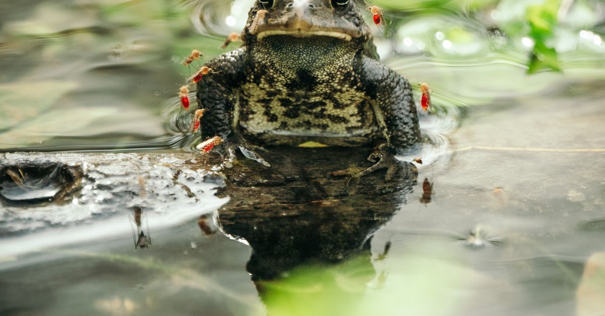 Common Frog In Natural Habitat With Water Reflection Free Stock Photo common-frog-in-natural-habitat-with-water-reflection-free-stock-photo
