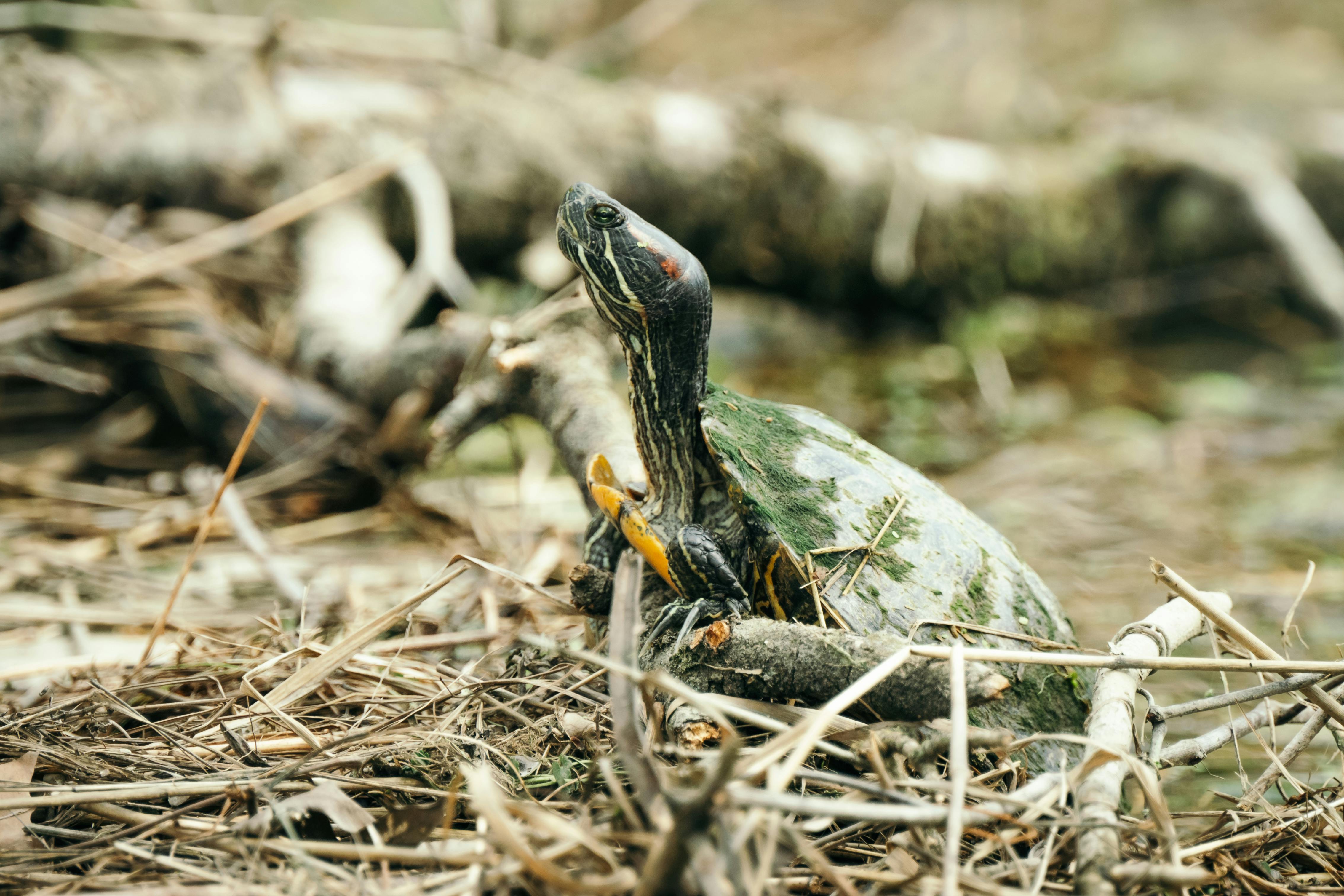 Understanding Eastern Musk Turtles: Care and Habitat Needs
