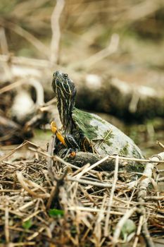 turtle photo