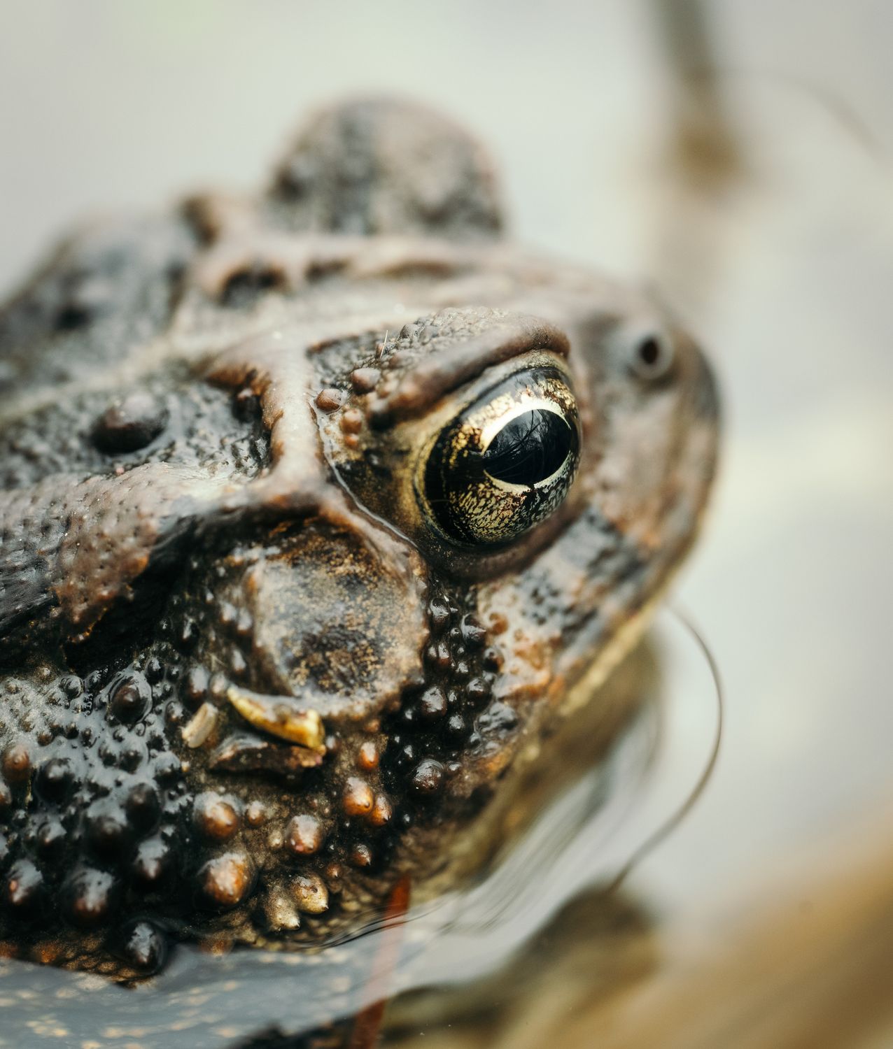 Close-up of Toad Head in Natural Habitat · Free Stock Photo