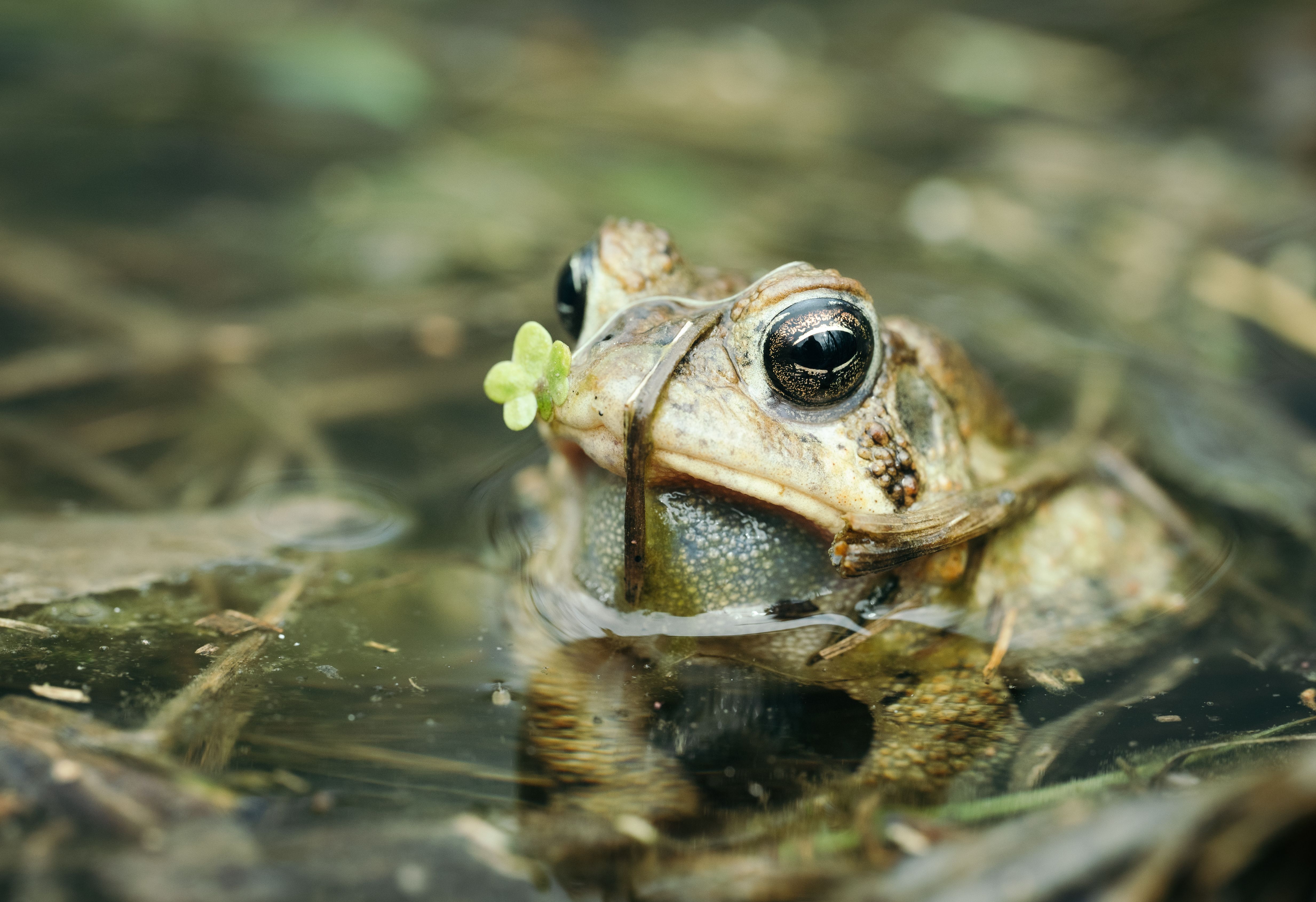 Primer Plano De Una Rana En Su Hábitat Natural · Foto de stock gratuita