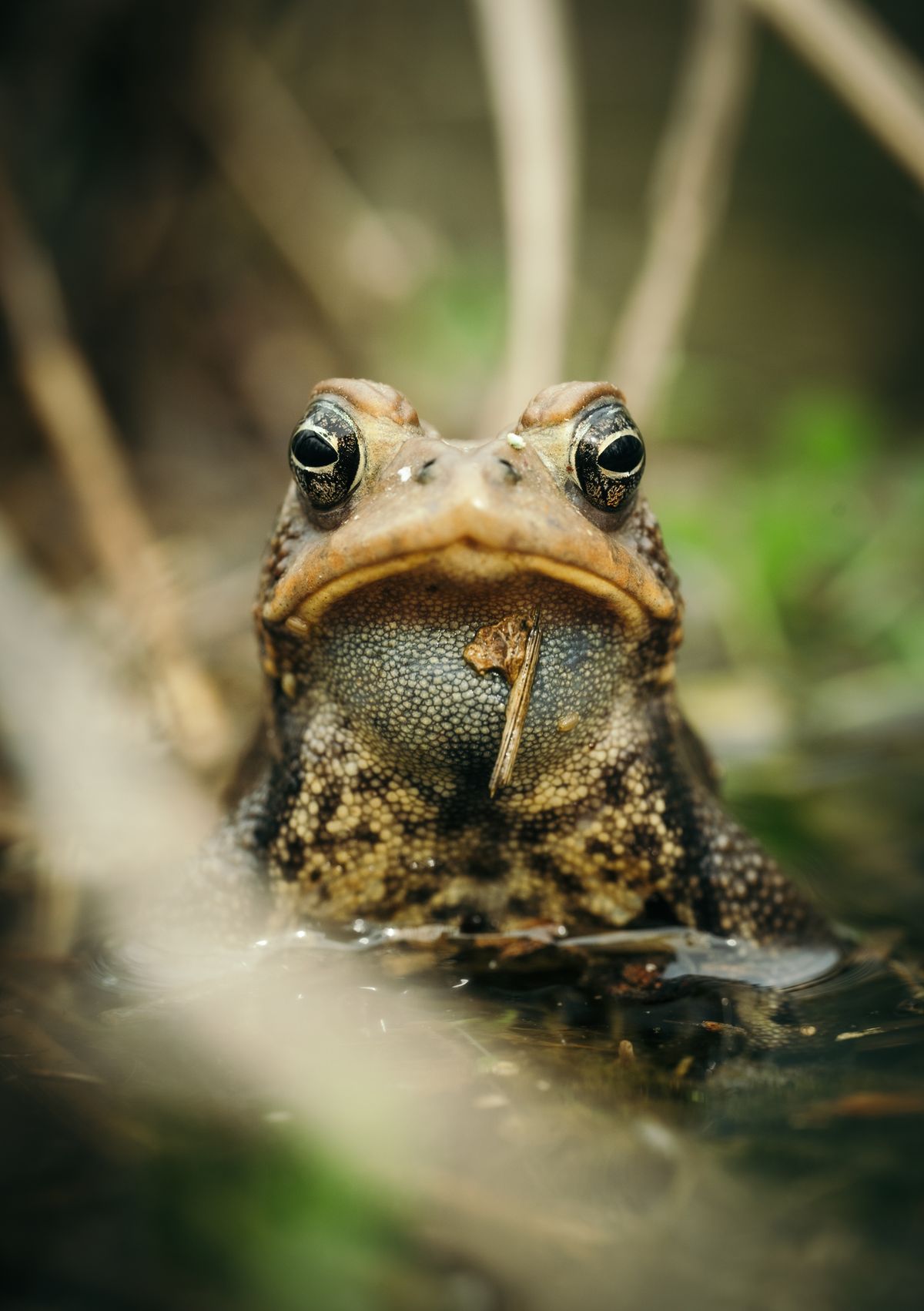 Beautiful Toad Close-up of a toad in natural habitat · Free Stock Photo