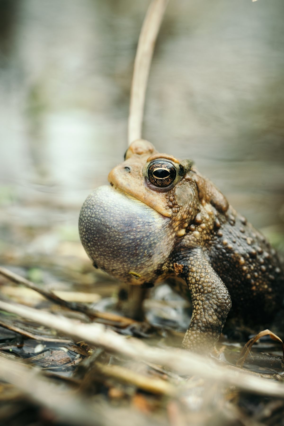 Toad Jpg Toad Photos, Download The BEST Free Toad Stock Photos & HD Images