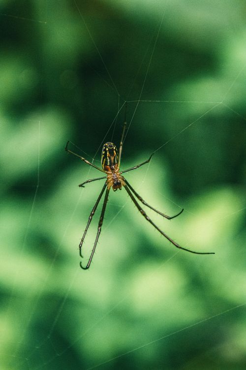 Free Detailed capture of an orb-weaver spider on its web in a lush green setting, Brazil. Stock Photo
