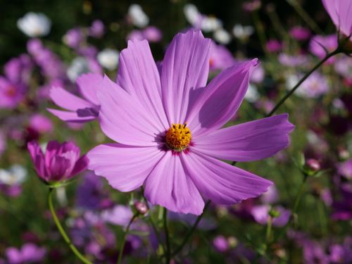 Free Vibrant pink cosmos flower in bloom with a lush garden backdrop, showcasing nature's beauty. Stock Photo