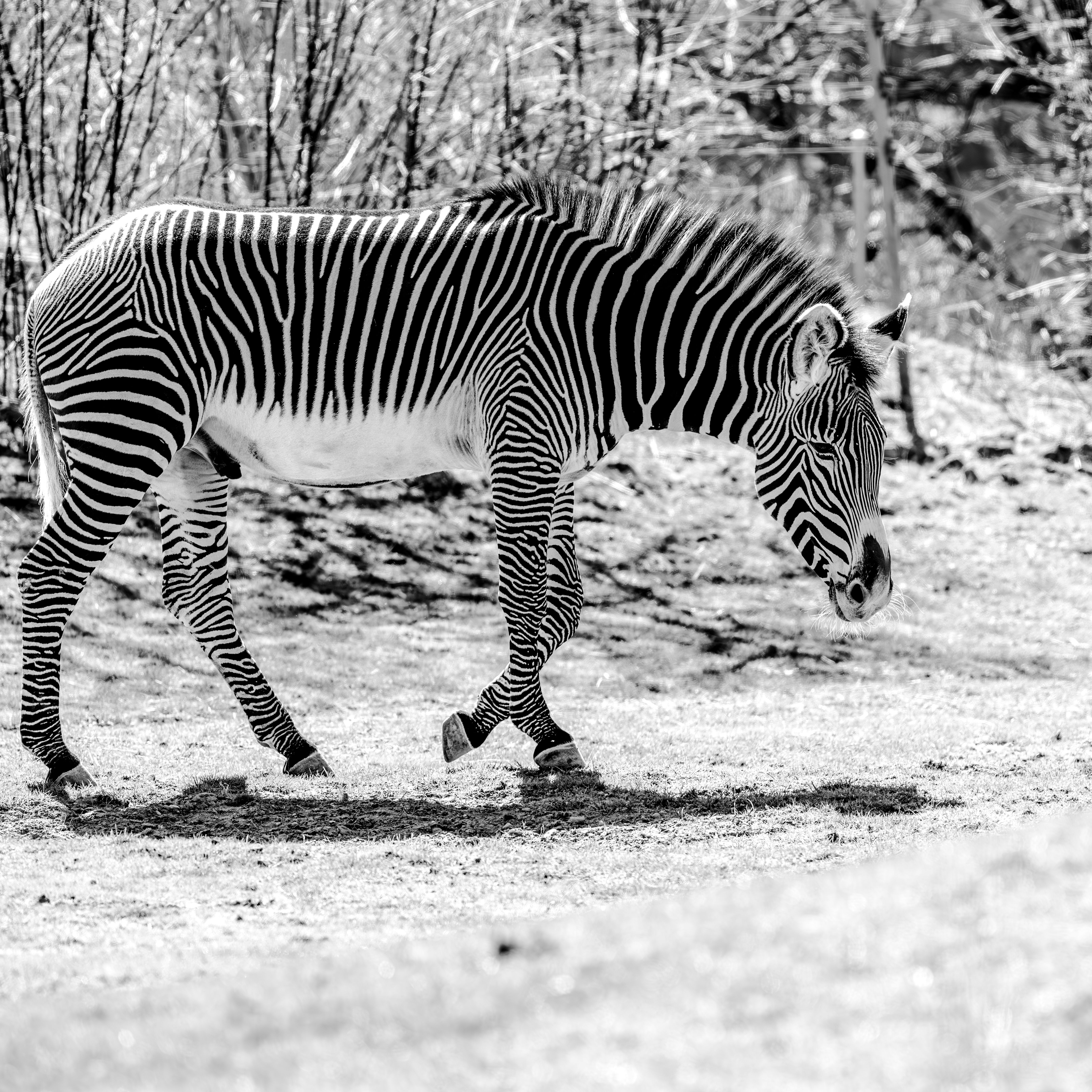 Zebra Images Horizontal Photos, Download The BEST Free Zebra Images ...